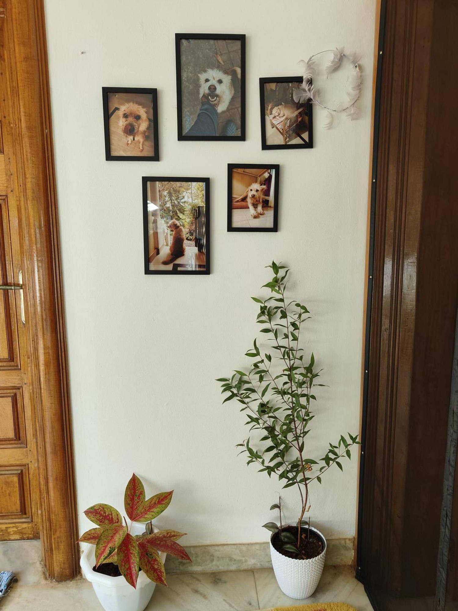 Shamak Homestay Varkala Exteriör bild